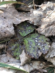 Sphaerulina westendorpii