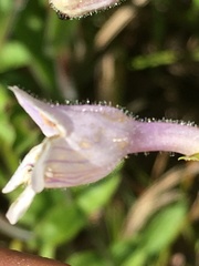 Penstemon laevigatus