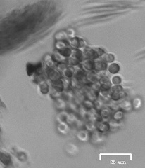 Charophyta