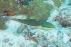 Stethojulis bandanensis