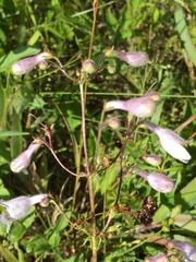 Penstemon laevigatus