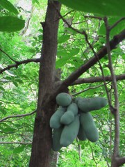 Sapranthus