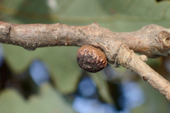 Disholcaspis eldoradensis