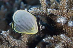 Chaetodon meyeri