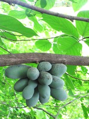 Sapranthus