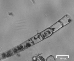Charophyta