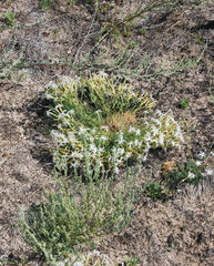 Dianthus volgicus