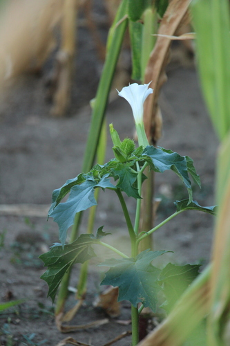 jimsonweed