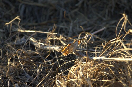 Painted Lady