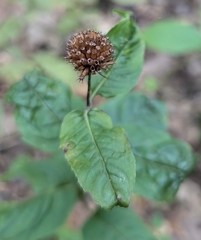 Monarda clinopodia