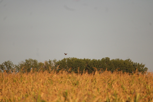 Western Marsh Harrier