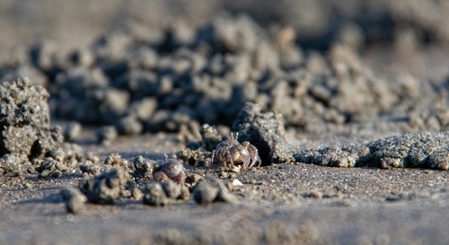 Dotilla wichmanni