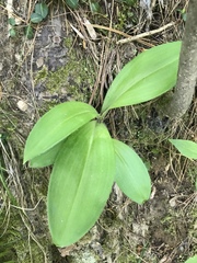 Clintonia