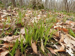 Luzula acuminata acuminata