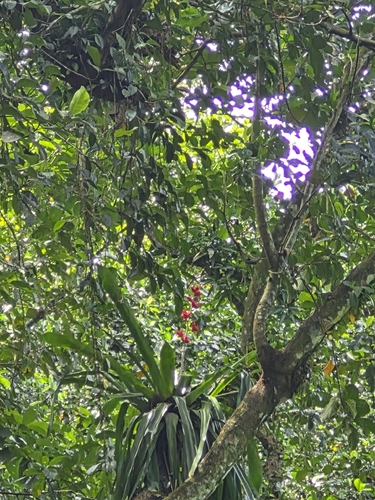 Hohenbergia stellata, photograph 3
