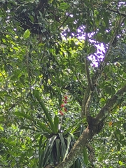 author not stated, no rights reserved Hohenbergia stellata, photograph author not stated, no rights reserved