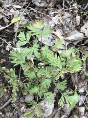 Dicentra cucullaria