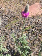 Dalea ornata