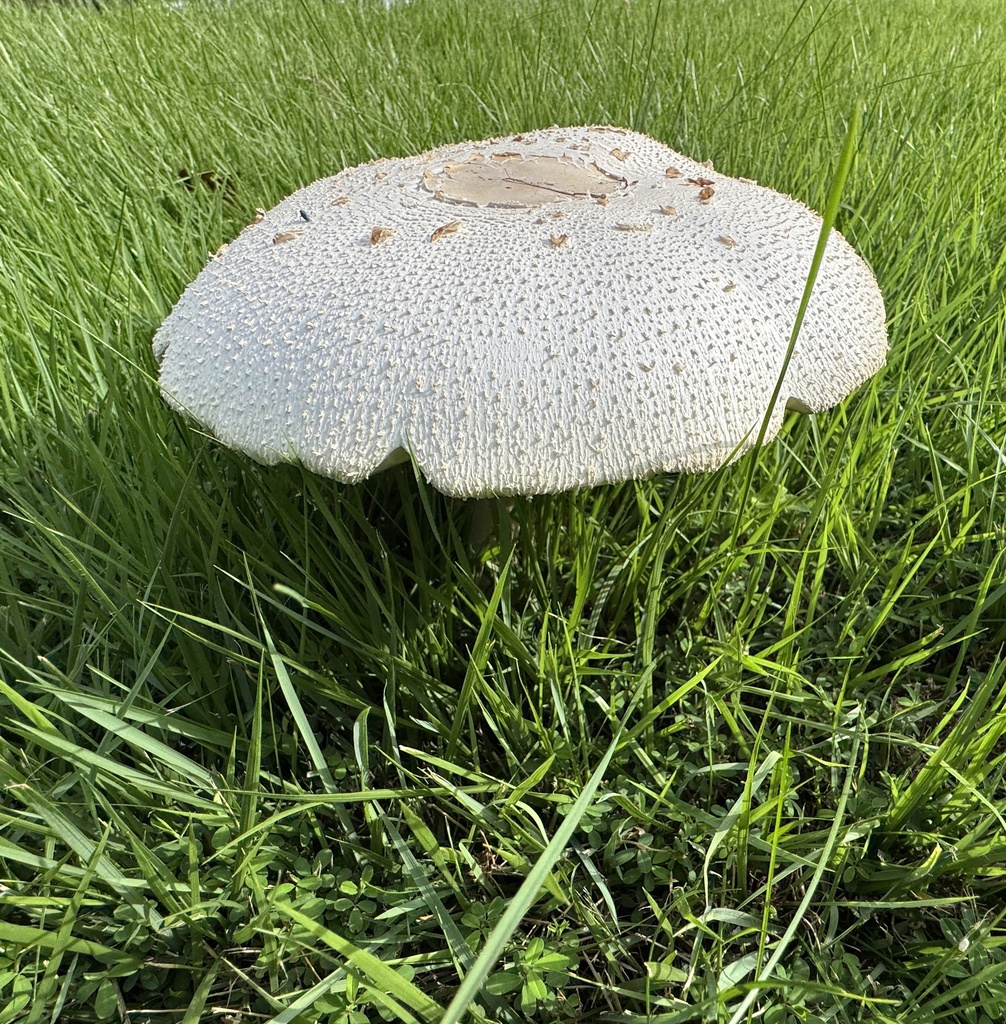 Green-spored Parasol · August 2026 · photo: Photo: (c) Bob Virag, some rights reserved (CC BY) · iNaturalist