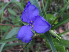 Tradescantia occidentalis