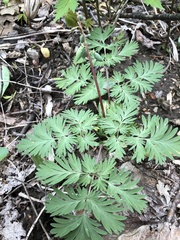 Dicentra cucullaria