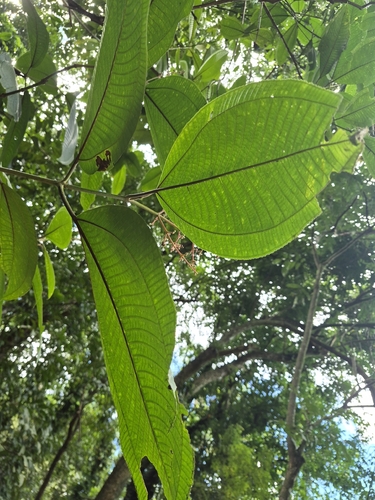 Miconia calvescens