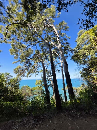 Corymbia tessellaris, photograph 6