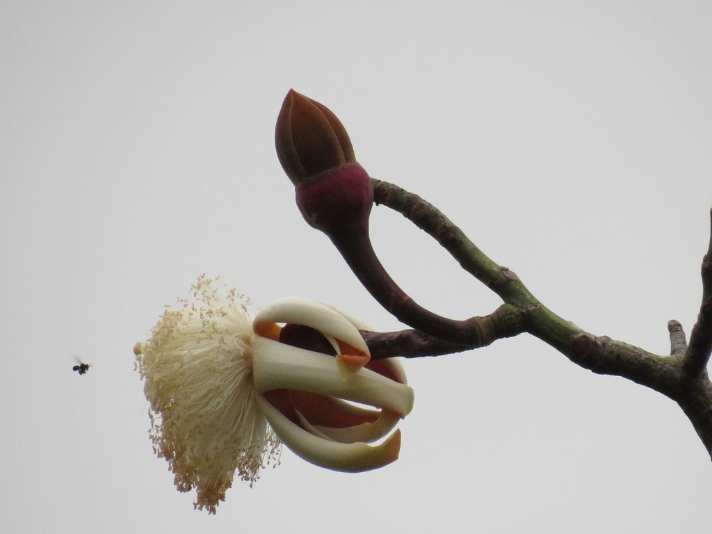Munguba Pseudobombax Munguba Botanical Realm