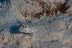Fusigobius melacron