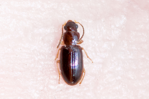 Tiny Harp Ground Beetle