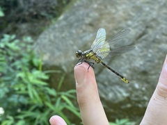 Hylogomphus parvidens