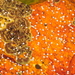 Ralfsia fungiformis - Photo (c) Jason M Crockwell, μερικά δικαιώματα διατηρούνται (CC BY-NC-ND), uploaded by Jason M Crockwell