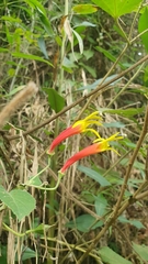 Siphocampylus westinianus