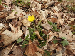 Ranunculus hispidus hispidus