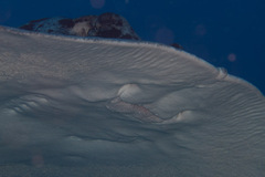 Taeniurops meyeni