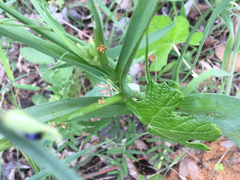 Tradescantia occidentalis