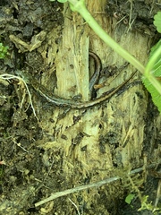 Plethodontinae