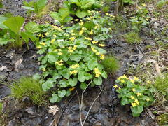 Caltha palustris