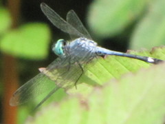 Micrathyria ocellata