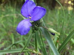 Tradescantia occidentalis