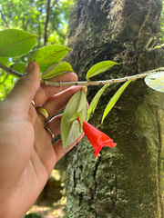 Nematanthus crassifolius, photograph (c) Gabriel Silva Guimarães, some rights reserved (CC BY)