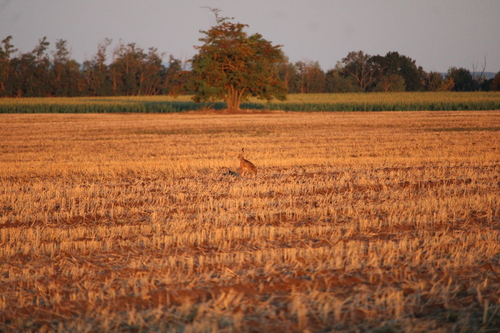 Brown Hare