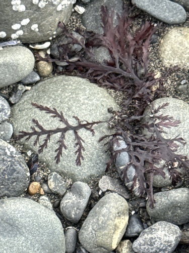 Odonthalia washingtoniensis observed 2026-08-23