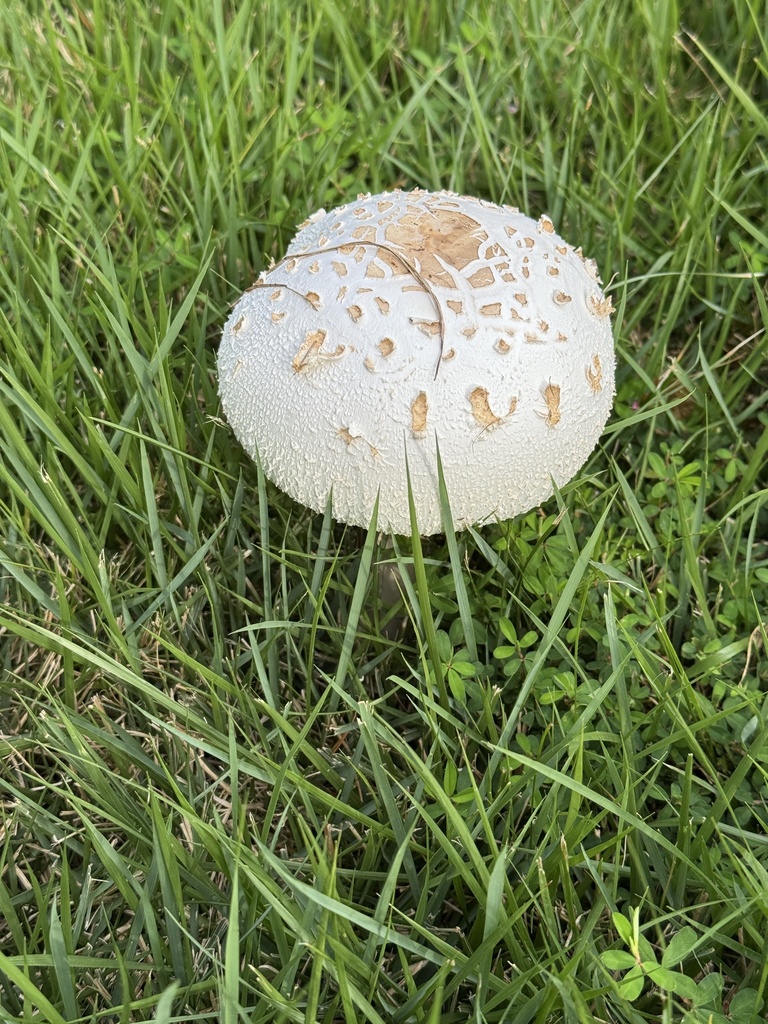Green-spored Parasol · August 2026 · photo: Photo: (c) Bob Virag, some rights reserved (CC BY) · iNaturalist