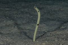 Heteroconger hassi