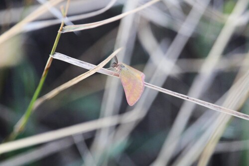 Purple-barred Yellow