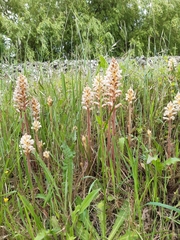 Orobanche picridis