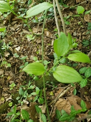 Smilax tamnoides