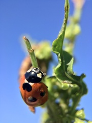 Coccinella septempunctata