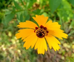 Coreopsis basalis